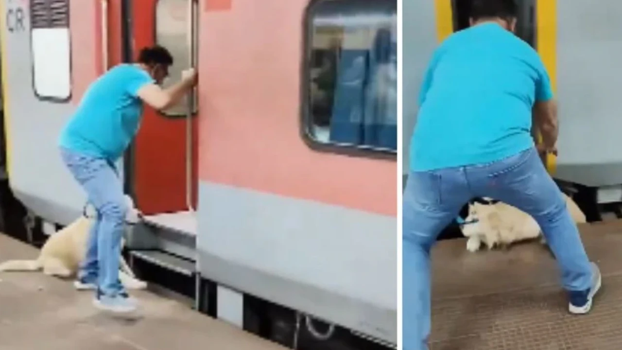 Dog viral video in train